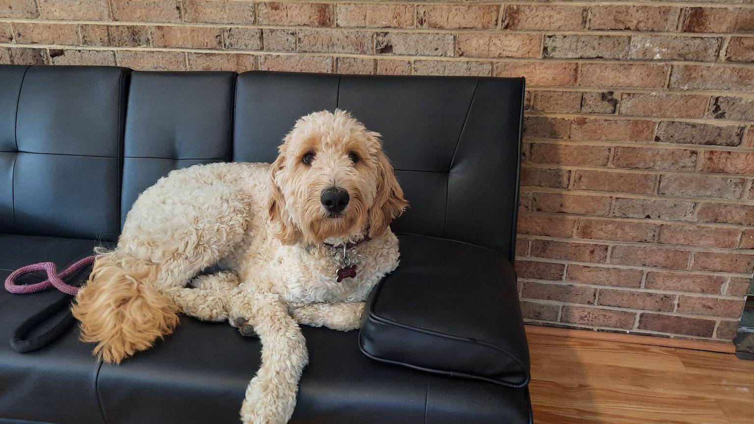 Dog sitting with experienced sitter